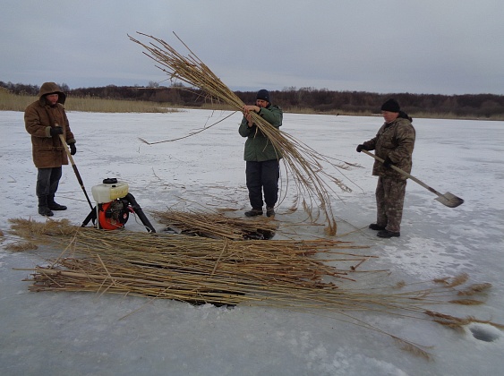 Экологи в Волгоградской области спасают рыбу от замора из-за морозов